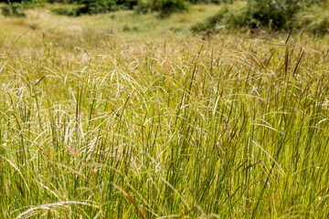 Fototapeta premium Rhodes grass growing naturally in an open field under a blue sky with scattered clouds, captured in bright daylight.