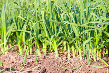 Obraz premium Young Garlic Seedlings Growing in Garden Field
