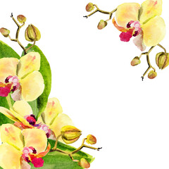 watercolor orchid flowers, yellow, red colors, buds, twigs, green leaves, watercolor frame, hand drawn tropical plant, floral sketch of blossom flowers, botanical illustration for wedding decoration