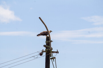 Wild kite bird gliding in the sky near power lines, captured mid-flight against a clear blue background.
