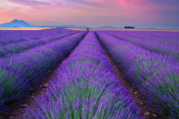 Fototapeta premium Beautiful landscape of lavender filed in Provence - France