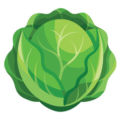 vector illustration of cabbage