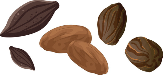 Tonka Bean Illustration Set for Botanical and Culinary Design