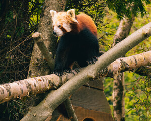 Fototapeta premium Red Panda