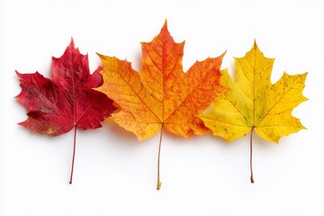 Three Autumn Maple Leaves Arranged on a White Background Showcasing Vibrant Colors in 8K Resolution
