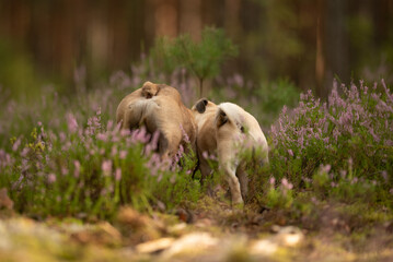 Two dogs, a Pug puppy and a French Bulldog, are seen from behind. They walk through a field with green grass and lavender flowers in a forest during the daytime