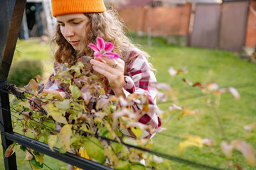 Gardening woman trims vines and examines flower in a backyard garden with green grass and wooden...