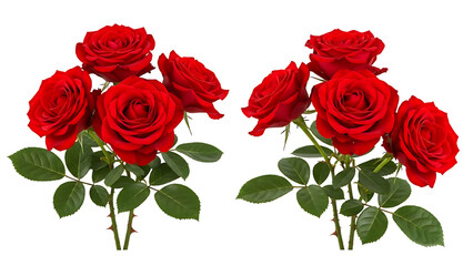 Fototapeta premium Vibrant red roses in full bloom isolated on transparent background