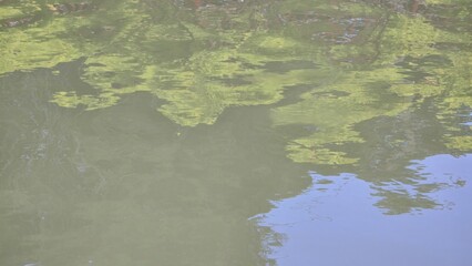 A water surface in a public park pond with small ripples, reflecting green tree shadows and a blue sky. An abstract background that looks peaceful and natural. tree reflections in water.