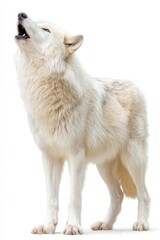 Naklejka premium White arctic wolf howling with head raised, showcasing its majestic fur and powerful stance, embodying the spirit of the wild in a serene natural setting