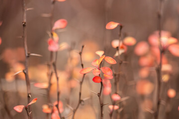 Pastelowe liście berberysu na gałązce, delikatne rozmyte tło © Elżbieta Kaps