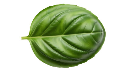 Fresh green basil leaf isolated PNG, aromatic herb for cooking and culinary use on transparent background