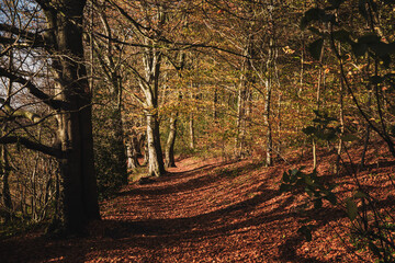 Fototapeta premium Throckley UK: 12th Nov 2025: Throckley Woods in North East England during autumn with yellow and orange leaves on the ground. Treelined path on sunny Fall day