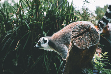 lemur on a tree © Khalil Abu Hammad