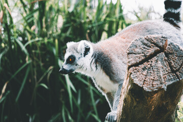 ring tailed lemur © Khalil Abu Hammad