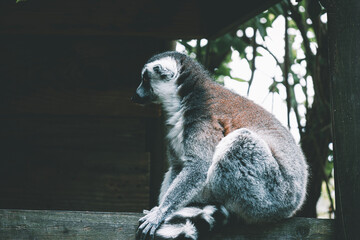 Lemur Observing Its Surroundings © Khalil Abu Hammad