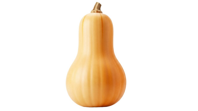 Butternut squash isolated PNG on transparent background, fresh winter vegetable for cooking and healthy eating concepts
