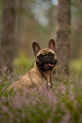 Fototapeta premium An adult French Bulldog rests amongst purple wildflowers in a forest. The dog looks at the camera with a relaxed expression and its tongue slightly out