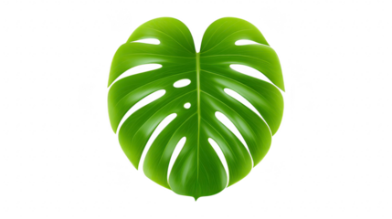 Monstera leaf tropical plant green foliage isolated botanical nature decorative vibrant heart shaped lush design for natural themes