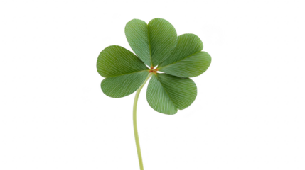 Four leaf clover isolated on transparency background, symbolizing luck, hope, and good fortune, with detailed green leaves and natural texture, perfect for St. Patrick Day themes