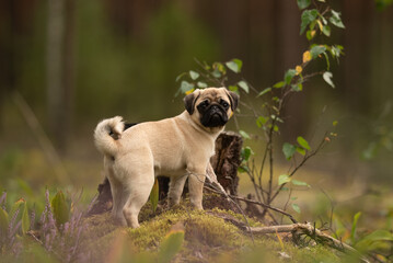 A young, light brown Pug stands alert on a moss-covered tree stump. Behind the dog is a forest with...