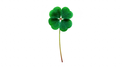 Four leaf clover green isolated lucky botanical nature plant stem foliage rare happiness symbol hope fortune cheerful vibrant fresh spring leaf outdoors natural flora decorative good luck positive