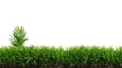 Green grass and tropical plant with soil, isolated on transparent background, perfect for landscaping, gardening, nature, and outdoor design concepts, evoking freshness and tranquility