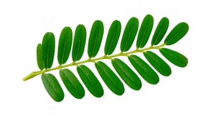 Green leaf with multiple oval leaflets arranged symmetrically on single stem, isolated on transparency background, showcasing natural texture and vibrant color