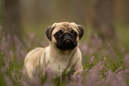 A small fawn Pug puppy sits attentively among low-lying heather plants with pink flowers. The dog is facing the camera with a soft focus green background on a cloudy day