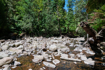 Shallow riverbed with stones and driftwood in Tasmanian forest, surrounded by lush green vegetation and tree ferns. Remote Australian wilderness scene for nature, ecology, outdoor content.
