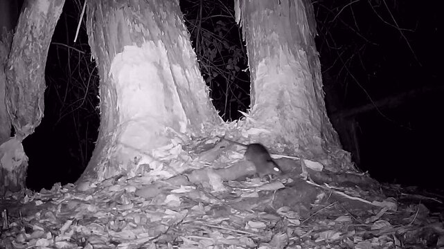 Wilde Wanderratte, Rattus, nachts im biberrevier, Nachtaufnahme