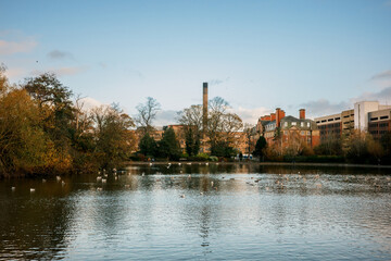 Naklejka premium Newcastle upon Tyne UK: 17th Nov 2025: Autumn in Leazes Park in Newcastle city near the lake. Ducks swim in the water while buildings stand tall in the background under a clear sky in the afternoon