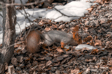 A wild squirrel forages among dry leaves and melting snow in an early spring forest. The animal&rsquo;s warm orange fur contrasts with the cool tones of the woodland floor, capturing a candid wildlife momen