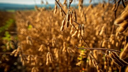 Close-up of soybean pods hanging on the plant during harvest in sunny field