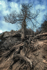 A dramatic image of an old tree clinging to a rocky hillside, with twisted exposed roots gripping the eroded ground. The barren branches stretch toward the sky, creating a rugged and atmospheric scene