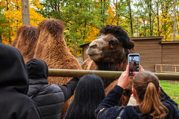 People near a camel enclosure - an animal in captivity