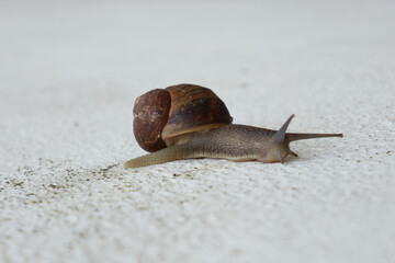 Close up of a Snail isolated in white background