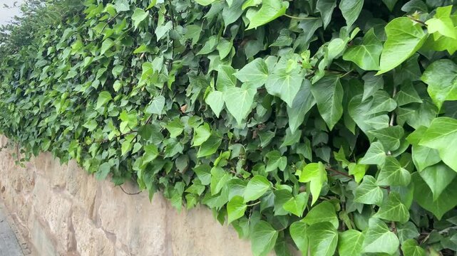 A camera pans along a living ivy hedge, from one branch to another. Mallorca, Spain.