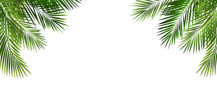 Green Palm Leaf Frame And Isolated White Background