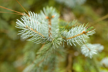 Fototapeta premium Close-up of fir tree branches, highlighting needles, texture, and natural green details. Perfect for nature, forest, or botanical projects.