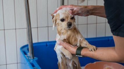 Cute Pomeranian at the grooming. Dog in the shower. 