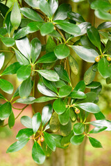 Fototapeta premium Close-up of green leaves and thin branches, showing natural foliage texture and fresh details in soft outdoor light.