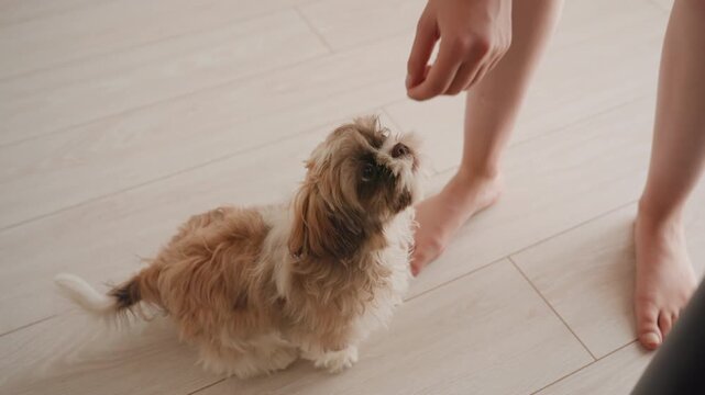 Furry Dog Seeks Tasty Snack, Tiny Fluffy Puppy Requests Treat On Floor, Adorable Small Dog Asks For Snack At Feet, Playful Little Puppy Eagerly Pleads For Treat While Sitting On Wooden Floor