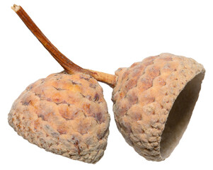 Cup of acorn with a short stem on an isolated background