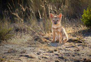 Zorro gris cría sentado