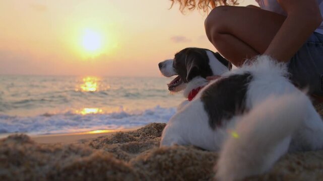 Woman's hand gently petting her happy dog as they both relax on the sandy beach, watching the serene ocean waves and the beautiful golden sunset together in a touching display of friendship