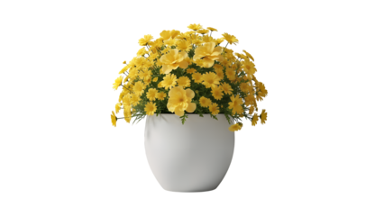 Bright yellow daisies in a white pot, isolated on a transparent background, a vibrant floral arrangement