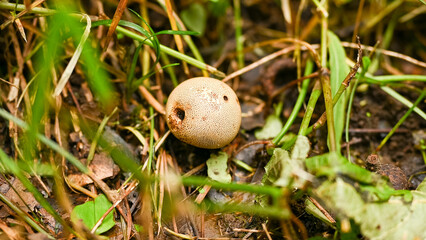 Close-up of a small mushroom growing on the forest floor, showing texture, color, and natural details. Ideal for nature, woodland, or botanical projects.