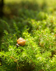 Close-up of a snail moving through fallen leaves, highlighting natural textures and quiet forest atmosphere.