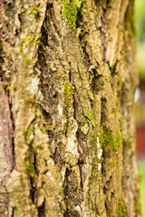 Obraz premium Detailed close-up of tree bark, showing rich texture, natural patterns, cracks, and fine surface details in natural light.